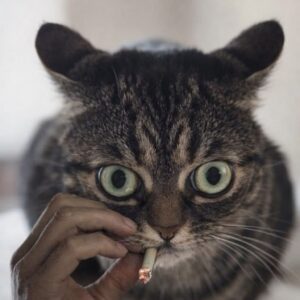 Петербурженка, сдавшая двухкомнатную квартиру семье с тремя детьми, столкнулась с невозможностью выселить арендаторов, которые перестали платить за жилье. Первый месяц аренды был оплачен, однако затем семья отказалась от дальнейших платежей и съезда. По словам хозяйки, арендаторы живут в квартире уже полгода без оплаты. Владелица квартиры рассказала, что арендаторы постоянно находили причины для задержки платежей: от отравлений до проблем с расчетным счетом. После обращения к юристу выяснилось, что семья является банкротом с задолженностью более 2,5 млн рублей. Выселить их можно только через суд. Глава семьи начал угрожать хозяйке, заявив, что обратится в полицию и затянет процесс. Арендаторы также игнорируют квитанции на коммунальные услуги, накопив долг более 300 тысяч рублей. Владелица квартиры пыталась отключить интернет, но арендаторы восстановили его и пригрозили разнести квартиру. Сейчас хозяйка вынуждена ждать решения суда, надеясь на благоприятный исход. Ситуация остается крайне сложной, а арендаторы продолжают пользоваться жильем без оплаты.. Петербург, аренда, суд, мошенничество, ЖКХ