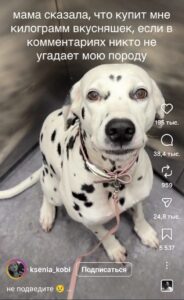 «То ли дагестанец, то ли донжуанец» — именно так окрестили пользователи соцсетей собаку, породу которой никто не смог угадать. Владелец пса пообещал килограмм вкусняшек тому, кто назовёт её породу. Но комментаторы, как всегда, не подвели. Споры разгорелись нешуточные: одни утверждают, что это метис кавказской овчарки, другие видят в ней черты хаски или даже маламута. А кто-то и вовсе предположил, что это «собака-загадка» из параллельной вселенной. 🐾 «Это не собака, это философский вопрос», — написал один из пользователей. И, кажется, он прав. Ведь даже эксперты затрудняются с ответом. А пока споры продолжаются, пес наслаждается вниманием и, возможно, уже предвкушает свой килограмм вкусняшек. Мораль: иногда лучше просто любить, чем пытаться понять. 🐕❤️. собака, порода, соцсети, загадка, вкусняшки