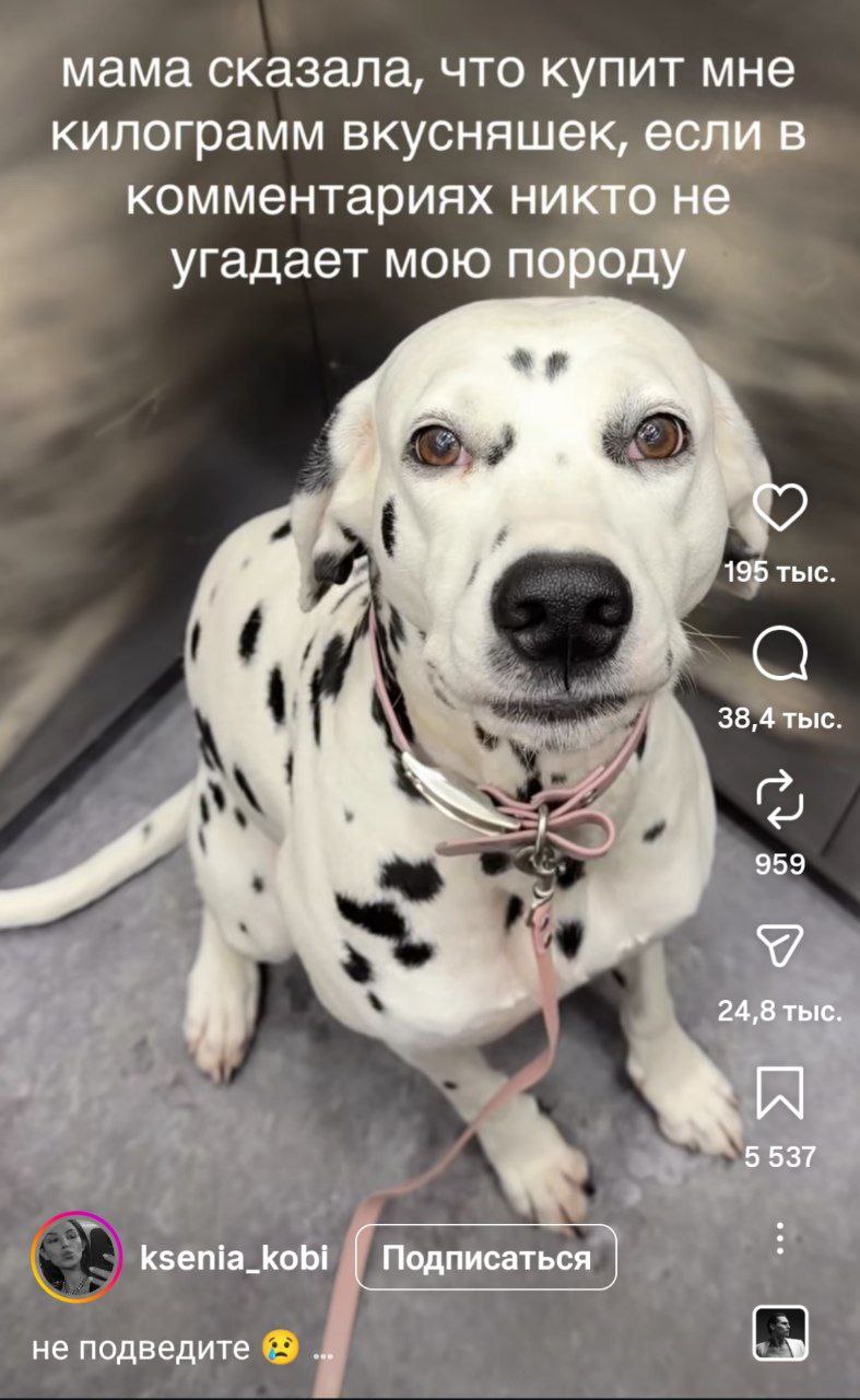 «То ли дагестанец, то ли донжуанец» — именно так окрестили пользователи соцсетей собаку, породу которой никто не смог угадать. Владелец пса пообещал килограмм вкусняшек тому, кто назовёт её породу. Но комментаторы, как всегда, не подвели. Споры разгорелись нешуточные: одни утверждают, что это метис кавказской овчарки, другие видят в ней черты хаски или даже маламута. А кто-то и вовсе предположил, что это «собака-загадка» из параллельной вселенной. 🐾 «Это не собака, это философский вопрос», — написал один из пользователей. И, кажется, он прав. Ведь даже эксперты затрудняются с ответом. А пока споры продолжаются, пес наслаждается вниманием и, возможно, уже предвкушает свой килограмм вкусняшек. Мораль: иногда лучше просто любить, чем пытаться понять. 🐕❤️. собака, порода, соцсети, загадка, вкусняшки