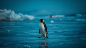 Сегодня днём ростовчане стали свидетелями настоящего природного феномена. На замерзшем Дону был замечен пингвин, который спокойно прогуливался по льду, крутя головой. 🐧 Свидетели события — девушка и её спутник — успели заснять птицу на видео. Оператор предположил, что это либо южно-ростовский пингвин, либо баклан. Однако, учитывая климатические условия, пингвин вряд ли мог оказаться здесь самостоятельно. Специалисты уже начали поиски птицы, чтобы осмотреть её и определить дальнейшую судьбу. В условиях города пингвин вряд ли выживет без помощи. Возможно, его отправят в местный зоопарк или специализированный центр. Этот случай стал настоящей сенсацией для Ростова. Что это: случайность или знак? Остаётся только гадать. Но одно ясно точно — природа продолжает удивлять нас своими сюрпризами. ❄️. Ростов, Пингвин, Дон, Природа, ЧП в регионах