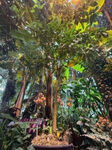 Авокадо в Москве? Да, это реальность. В «Аптекарском огороде» произошло редчайшее событие — зацвело авокадо. 🌿 Впервые за XXI век! Растение выросло из семян, привезённых из Перу, и теперь украшает пальмовую оранжерею. Где смотреть? В рамках фестиваля «Тропическая зима». Если вы ещё не были в этом уголке природы в центре Москвы, сейчас самое время. Авокадо цветёт не каждый день, а уж в наших широтах — и подавно. Почему это важно? Потому что это напоминание о том, как хрупка и удивительна природа. И как важно её сохранять. Так что берите друзей, семью и отправляйтесь в «Аптекарский огород». Пока авокадо ещё цветёт. 🌸. Аптекарский огород, Москва, Авокадо, Тропическая зима, Ботанический сад