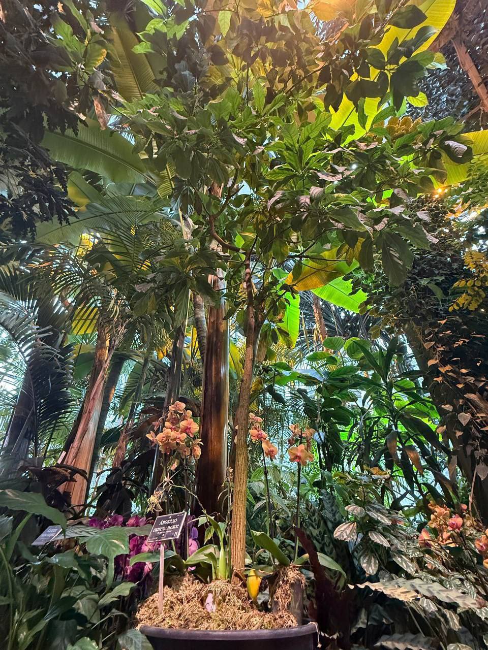 Авокадо в Москве? Да, это реальность. В «Аптекарском огороде» произошло редчайшее событие — зацвело авокадо. 🌿 Впервые за XXI век! Растение выросло из семян, привезённых из Перу, и теперь украшает пальмовую оранжерею. Где смотреть? В рамках фестиваля «Тропическая зима». Если вы ещё не были в этом уголке природы в центре Москвы, сейчас самое время. Авокадо цветёт не каждый день, а уж в наших широтах — и подавно. Почему это важно? Потому что это напоминание о том, как хрупка и удивительна природа. И как важно её сохранять. Так что берите друзей, семью и отправляйтесь в «Аптекарский огород». Пока авокадо ещё цветёт. 🌸. Аптекарский огород, Москва, Авокадо, Тропическая зима, Ботанический сад