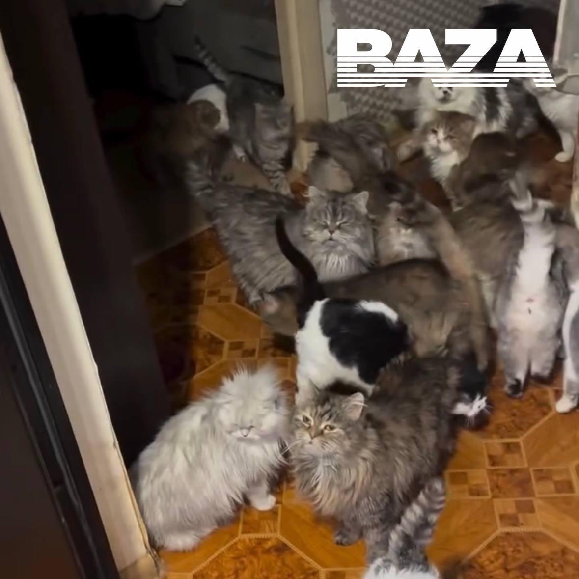 В Москве произошел инцидент, который оставил хозяйку съемной квартиры в шоке. Как сообщает источник, квартирантка превратила жилплощадь в настоящий «зоопарк», где бесхозно проживали около 30 кошек. Обнаружить ситуацию удалось во время плановой проверки. Мебель в квартире оказалась полностью испорчена, а полы и обои требуют замены из-за регулярных испражнений животных. Вонь из помещения ощущается даже на лестничной клетке. Арендаторка, которая ранее исправно платила за жилье и вела себя приветливо, на момент проверки отсутствовала. Сейчас хозяйка квартиры вынуждена искать пристанище для животных и готовиться к дорогостоящему ремонту, который обойдется ей в несколько сотен тысяч рублей. Ситуация вызвала широкий резонанс среди местных жителей. Владелица жилплощади намерена обратиться в суд для взыскания ущерба с бывшей квартирантки.. Москва, антисанитария, съемная квартира, кошки, ремонт