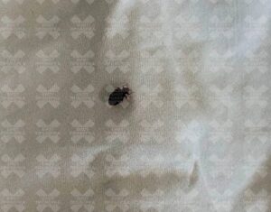 В Москве произошёл инцидент, связанный с покупкой подушки в магазине IKEA. Трёхлетняя девочка получила множественные укусы клопов, которые были обнаружены в постели спустя несколько дней после использования изделия. По данным источника, подушка была заказана онлайн и доставлена в вакуумной упаковке. Родители ребёнка заметили у девочки зуд и болезненные ощущения, после чего обнаружили насекомых в детской кровати. В результате семье пришлось переселить ребёнка в другую комнату и выбросить мебель. Обращение в магазин осталось без ответа. Представители IKEA не прокомментировали ситуацию, несмотря на претензии со стороны покупателей. Родители девочки намерены обратиться в надзорные органы для проведения проверки. Этот случай вызывает вопросы к качеству продукции и сервиса компании, особенно в условиях растущего спроса на онлайн-заказы.. IKEA, Москва, происшествия, клопы, дети