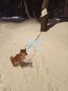 Москва, улица Гарибальди — На улице Гарибальди в Москве подросток привязал собаку породы сиба-ину к дереву и оставил записку с текстом: «Берите кто хотите». Инцидент произошёл вчера вечером, сообщают местные жители. Неравнодушные очевидцы, заметив животное, начали искать его владельца. Вскоре молодого человека удалось найти неподалёку. Подросток пояснил, что не планировал бросать собаку, а лишь хотел проучить её за непослушание. С подростком провели разъяснительную беседу, в ходе которой ему объяснили, что подобные действия могут повлечь за собой ответственность. Собака была возвращена владельцу, инцидент исчерпан. Напомним, что в соответствии с законодательством РФ жестокое обращение с животными может привести к административной или уголовной ответственности. Ситуация на улице Гарибальди стала поводом для обсуждения важности гуманного отношения к животным.. Москва, Гарибальди, подросток, сиба-ину, происшествия