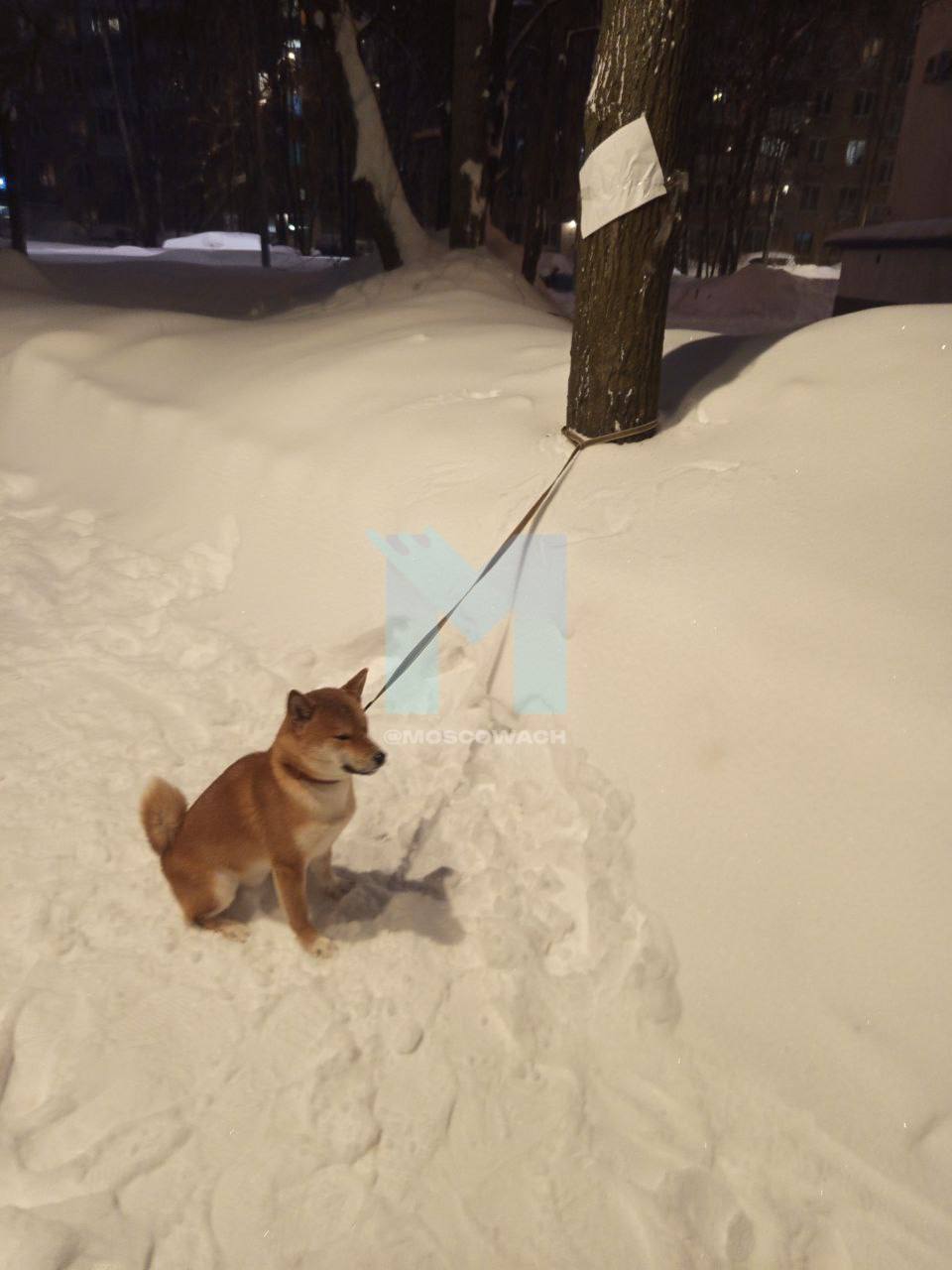 Москва, улица Гарибальди — На улице Гарибальди в Москве подросток привязал собаку породы сиба-ину к дереву и оставил записку с текстом: «Берите кто хотите». Инцидент произошёл вчера вечером, сообщают местные жители. Неравнодушные очевидцы, заметив животное, начали искать его владельца. Вскоре молодого человека удалось найти неподалёку. Подросток пояснил, что не планировал бросать собаку, а лишь хотел проучить её за непослушание. С подростком провели разъяснительную беседу, в ходе которой ему объяснили, что подобные действия могут повлечь за собой ответственность. Собака была возвращена владельцу, инцидент исчерпан. Напомним, что в соответствии с законодательством РФ жестокое обращение с животными может привести к административной или уголовной ответственности. Ситуация на улице Гарибальди стала поводом для обсуждения важности гуманного отношения к животным.. Москва, Гарибальди, подросток, сиба-ину, происшествия