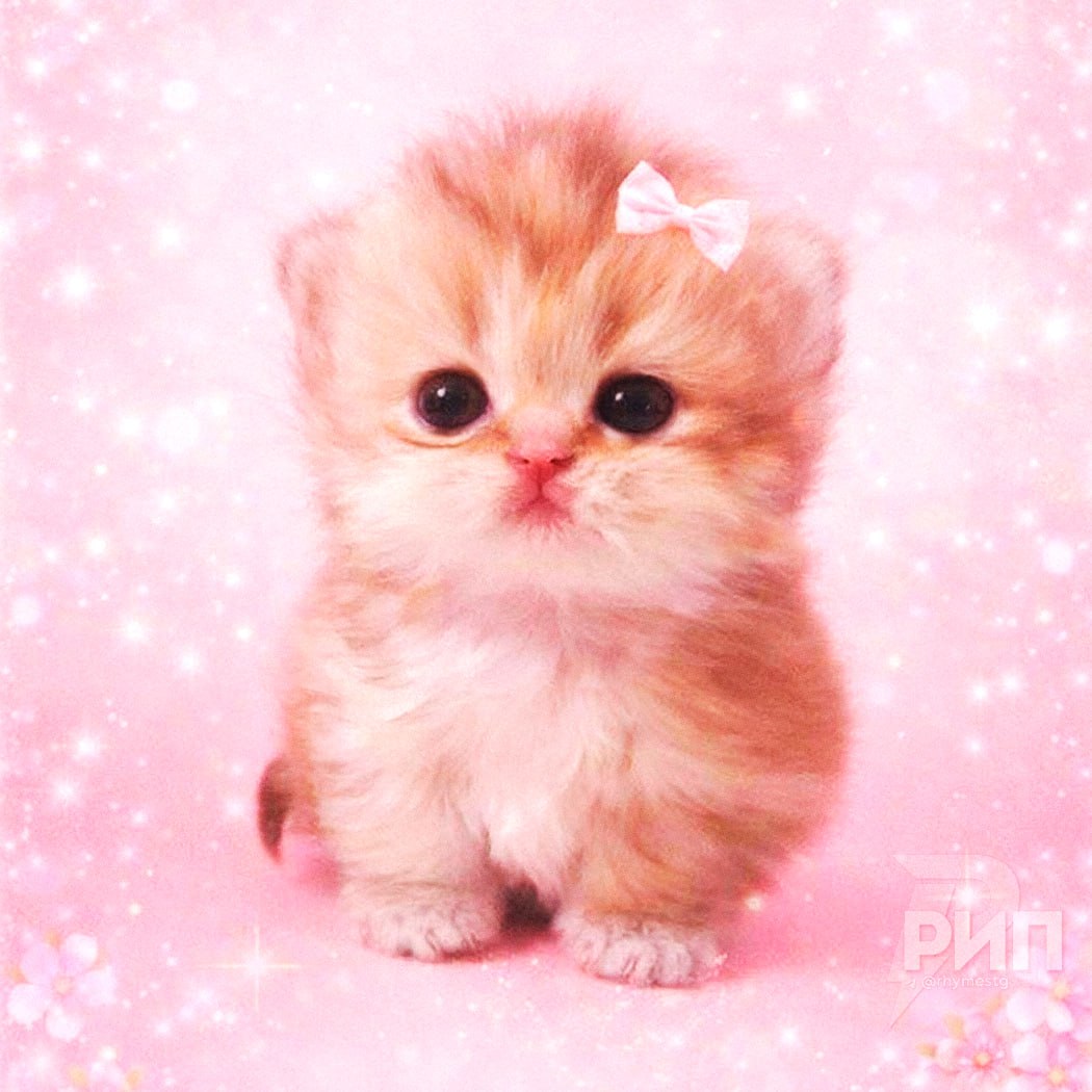 Сегодня — день, когда можно забыть про все и просто быть добрым. Ну, или хотя бы попробовать. Потому что сегодня отмечают День доброй и ласковой супруги и День красоты и обаяния. 🎀 Если у тебя есть жена, мама, сестра или просто подруга, которая всегда рядом, — поздравь её. Не надо громких слов, просто скажи спасибо. А если ты сам(а) — эта самая добрая и ласковая супруга, то сегодня твой день. Расслабься, наслаждайся и напомни всем, кто тут главный. 😉 Кстати, про красоту и обаяние. Сегодня идеальный день, чтобы сделать что-то для себя. Маска для лица, новый парфюм или просто прогулка в парке — всё, что делает тебя счастливым(ой). И да, не забудь поздравить тех, кто делает твою жизнь лучше. Это важно.. День доброй супруги, День красоты, Общество, Праздники, Семья