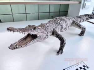 Красноярск, Россия — Таможенные службы в аэропорту Красноярска задержали россиянку, которая пыталась ввезти в страну чучело сиамского крокодила. Об этом сообщили в пресс-службе ФТС России. Чучело рептилии весом 1,6 кг и длиной 105 см было обнаружено во время досмотра багажа пассажирки, прибывшей из Нячанга, Вьетнам. Женщина заявила, что приобрела крокодила как сувенир и не знала о необходимости его декларирования. В отношении туристки возбуждены два административных дела: за недекларирование товаров (ч. 1 ст. 16.2 КоАП РФ) и несоблюдение запретов и ограничений (ст. 16.3 КоАП РФ). Сиамский крокодил внесен в список видов, охраняемых международной конвенцией СИТЕС, что делает его ввоз без специального разрешения незаконным. ФТС напоминает, что ввоз и вывоз объектов флоры и фауны, охраняемых международными соглашениями, требует оформления соответствующих документов.. Красноярск, ФТС, Вьетнам, СИТЕС, Крокодил