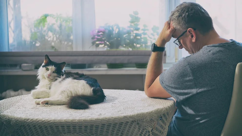 В Финляндии автомеханик выиграл судебный процесс против своего бывшего работодателя, который уволил его после отказа предоставить больничный из-за смерти кота. Питомец мужчины тяжело заболел, и его пришлось усыпить. Механик, потрясённый потерей, запросил у начальника больничный, но получил отказ. Руководство компании поставило ультиматум: либо выход на работу, либо увольнение. Мужчина подчинился, однако вскоре был уволен из-за конфликта с начальством. Он подал иск в суд, который встал на его сторону. Работодателя обязали выплатить компенсацию за нарушение закона о равенстве, а также задолженность по зарплате и больничным. Общая сумма выплат составила 24 200 евро. К сожалению, механик скончался до вынесения приговора, и денежные средства получили его наследники. Этот случай стал примером защиты прав работников в сложных жизненных ситуациях.. Финляндия, суд, увольнение, автомеханик, права работников