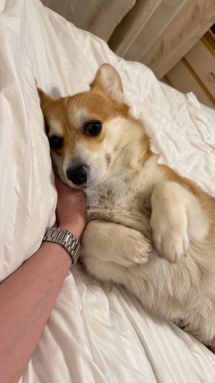 Москва, Россия — В столице произошла трагическая ситуация, связанная с гибелью собаки породы корги по кличке Альма. Инцидент произошел на территории жилого комплекса Home City, где управляющая компания проводила обработку от крыс. Согласно данным, Альма съела красные гранулы, содержащие крысиный яд, которые были разбросаны сотрудниками УК. Владельцы собаки незамедлительно доставили её в ветеринарную клинику, где состояние животного временно улучшилось. Однако на следующий день Альма скончалась. Хозяйка собаки уже обратилась в правоохранительные органы с заявлением о произошедшем. В настоящее время проводится проверка по факту инцидента. Управляющая компания пока не прокомментировала ситуацию. Этот случай вызвал широкий общественный резонанс среди жителей комплекса, которые требуют более внимательного подхода к использованию токсичных веществ в местах общего пользования.. Москва, Происшествия, ЖКХ, Собака, Отравление