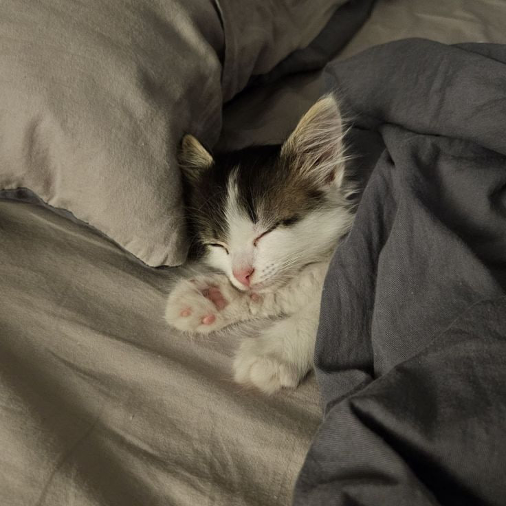 Сегодня — Всемирный день необязательств. Да, вы не ослышались. Этот день официально разрешает вам ничего не делать. Никаких дедлайнов, никаких обязательств, только чистая лень. 🫠 «Почему бы и нет?» — спросите вы. Ведь иногда нужно просто остановиться, вздохнуть и позволить себе быть. Этот день — идеальный повод для того, чтобы забыть о всех своих обязанностях и насладиться моментом. Как отмечать? Просто ничего не делайте. Серьезно. Ложитесь на диван, смотрите сериалы, ешьте пиццу или просто спите. Сегодня вы имеете полное право на это. Так что, если кто-то попытается вас заставить что-то сделать, просто скажите: «Сегодня Всемирный день необязательств, я ничего не делаю!» И точка. 🫠. Всемирный день необязательств, Лень, Общество, Праздники, Отдых