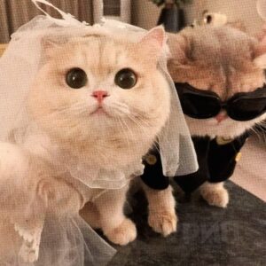 Сегодня — Всемирный день супругов. Да, такой есть. И нет, это не повод для очередного поста в Instagram с фото из отпуска. Это день, чтобы вспомнить, зачем вы вообще вместе. 💑 Супружество — это не только совместные фото и романтические ужины. Это ежедневная работа, терпение и умение находить компромиссы. Даже если ваш партнер забыл вынести мусор или оставил носки на полу. 🧦 Так что сегодня — идеальный момент, чтобы сказать «спасибо» своей второй половинке. Даже если вы в ссоре. Даже если вы устали. Даже если вам кажется, что вы уже всё сказали. Поздравьте друг друга. И не забудьте про маленький жест — будь то цветы, ужин или просто искреннее «я тебя люблю». 💕. Всемирный день супругов, Семья, Любовь, Праздники, Общество