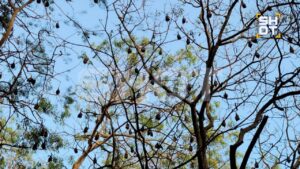 Манго — новый источник опасности? В Индии зафиксировали случаи заражения вирусом Нипах через этот популярный фрукт. 🥭 Виновники — «летучие лисицы» (фруктовые мыши рода Pteropus), которые оставляют инфицированную слюну на плодах. Человек, съедая заражённый фрукт, подхватывает вирус, который может сохраняться на манго до трёх дней. Почему именно Индия? Страна производит почти половину мирового урожая манго. В Западной Бенгалии, где недавно выявили три случая Нипаха, фруктовые сады занимают более 100 тысяч гектаров. 🦇 Местные советуют туристам тщательно мыть фрукты и избегать нарезанных плодов. Будьте осторожны — манго может быть не таким сладким, как кажется. 🚨. Нипах, Индия, манго, летучие лисицы, Западная Бенгалия