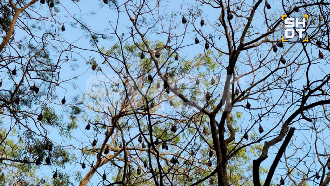 Манго — новый источник опасности? В Индии зафиксировали случаи заражения вирусом Нипах через этот популярный фрукт. 🥭 Виновники — «летучие лисицы» (фруктовые мыши рода Pteropus), которые оставляют инфицированную слюну на плодах. Человек, съедая заражённый фрукт, подхватывает вирус, который может сохраняться на манго до трёх дней. Почему именно Индия? Страна производит почти половину мирового урожая манго. В Западной Бенгалии, где недавно выявили три случая Нипаха, фруктовые сады занимают более 100 тысяч гектаров. 🦇 Местные советуют туристам тщательно мыть фрукты и избегать нарезанных плодов. Будьте осторожны — манго может быть не таким сладким, как кажется. 🚨. Нипах, Индия, манго, летучие лисицы, Западная Бенгалия