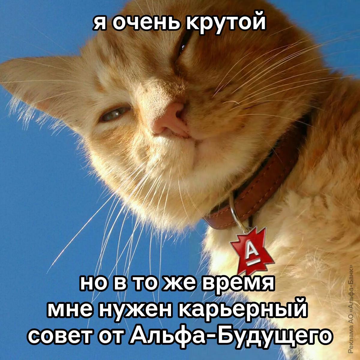 Альфа-Банк запускает менторство для студентов: качай скиллы бесплатно 💼. Альфа-Банк, менторство, студенты, карьера, образование