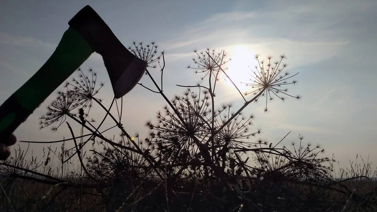 Американский клён объявлен врагом государства 🌳. Рослесхоз, американский клён, экология, Москва, штрафы