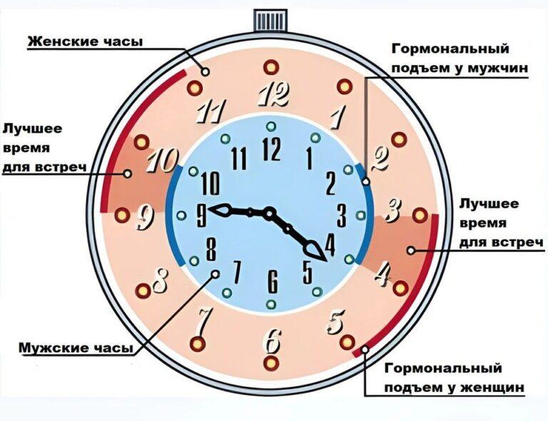 Когда лучше заниматься сексом: наука знает ответ 🕰️🔥. секс, нейробиология, гормоны, биоритмы, здоровье