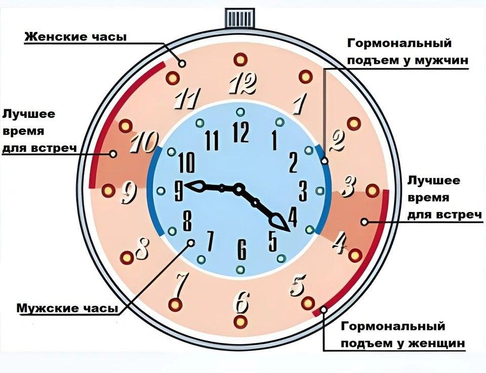 Когда лучше заниматься сексом: наука знает ответ 🕰️🔥. секс, нейробиология, гормоны, биоритмы, здоровье