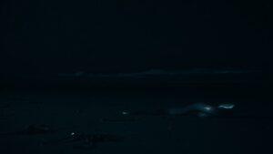 Блогерша избежала встречи с ядовитым голубым крайтом на Бали. Бали, голубой крайт, блогерша Анастасия, происшествия, ядовитые змеи