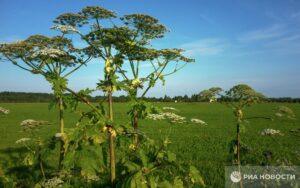 Борщевик: не подходи ближе 30 метров! 🚫🌿. борщевик, здоровье, опасность, экология, ученые