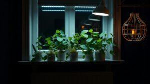 Депутат Госдумы советует россиянам выращивать огурцы на подоконнике 🥒. Никита Чаплин, Госдума, огурцы, подоконник, цены на овощи