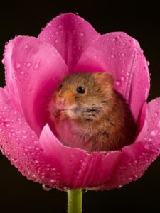 Евразийская мышь-малютка — это не просто грызун, это миниатюрный шедевр природы. Весит она всего 4-11 граммов, а длина тела — от 55 до 75 мм. Представьте: меньше спичечного коробка! 🐭 Эти крохи не просто бегают по полям, они буквально пробираются внутрь цветов, например, тюльпанов. Там они питаются нектаром и пыльцой, а потом, вдоволь наевшись, могут уснуть прямо внутри лепестков. Да, это не сказка, это реальность. Милота дня? Безусловно. Но это еще и пример того, как природа создает удивительные формы жизни, которые умеют выживать в самых неожиданных условиях. 🌸 Факт: Евразийская мышь-малютка — не только самый маленький грызун Европы, но и один из самых очаровательных. И да, она спит в цветах. Вы еще не влюбились?. евразийская мышь-малютка, природа, грызуны, Европа, милота