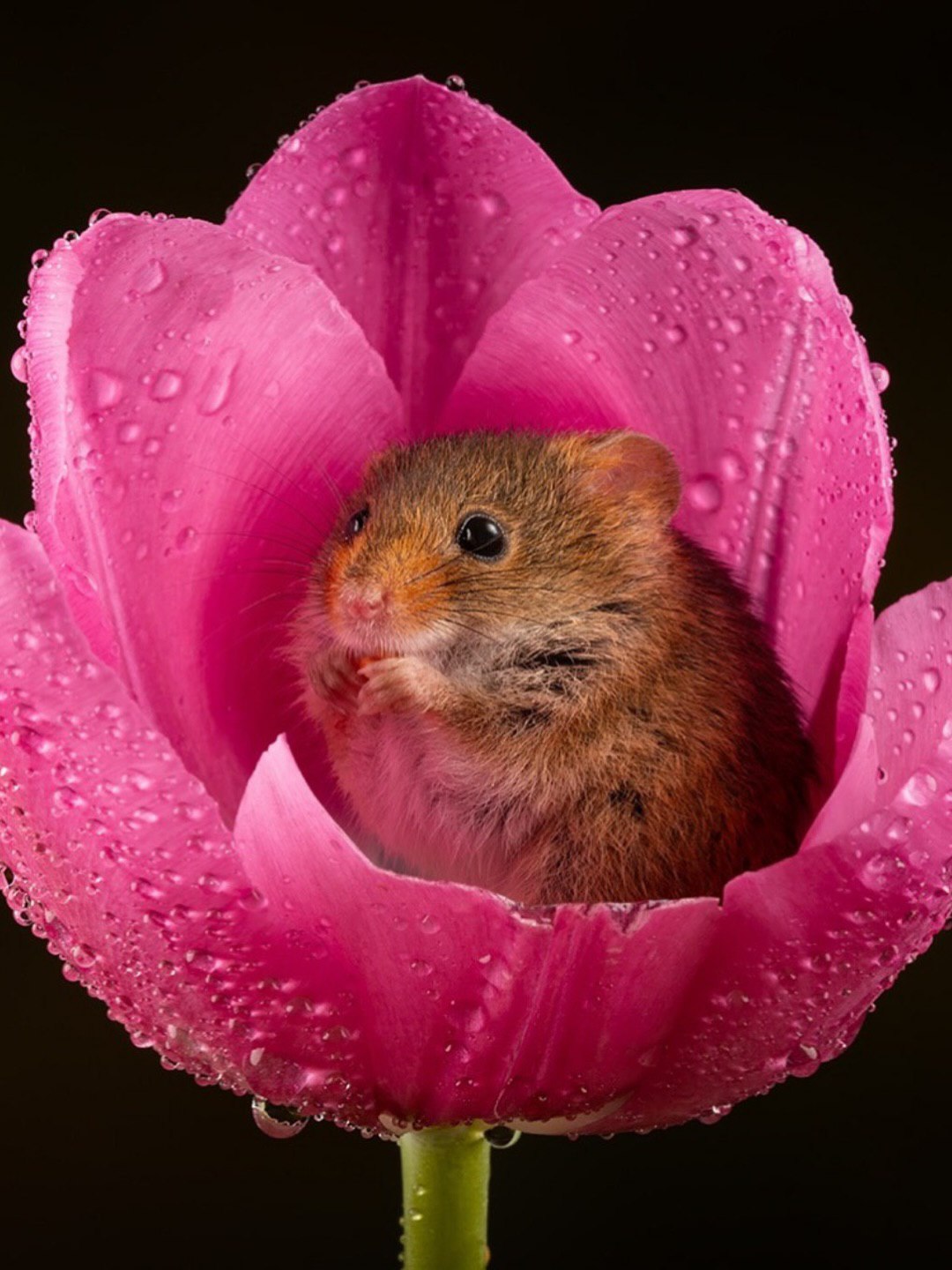 Евразийская мышь-малютка — это не просто грызун, это миниатюрный шедевр природы. Весит она всего 4-11 граммов, а длина тела — от 55 до 75 мм. Представьте: меньше спичечного коробка! 🐭 Эти крохи не просто бегают по полям, они буквально пробираются внутрь цветов, например, тюльпанов. Там они питаются нектаром и пыльцой, а потом, вдоволь наевшись, могут уснуть прямо внутри лепестков. Да, это не сказка, это реальность. Милота дня? Безусловно. Но это еще и пример того, как природа создает удивительные формы жизни, которые умеют выживать в самых неожиданных условиях. 🌸 Факт: Евразийская мышь-малютка — не только самый маленький грызун Европы, но и один из самых очаровательных. И да, она спит в цветах. Вы еще не влюбились?. евразийская мышь-малютка, природа, грызуны, Европа, милота