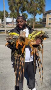 Во Флориде из-за резкого снижения температуры воздуха наблюдается необычное явление: игуаны, являющиеся холоднокровными животными, теряют способность двигаться и падают с деревьев. Это происходит из-за того, что их организм не может поддерживать нормальную активность при низких температурах. Местные жители сообщают о массовом «дожде» из игуан, которые буквально осыпаются с ветвей. На улицах городов уже начали собирать животных. Часть из них будет усыплена как вредители, а другие отправлены в специализированные центры для содержания. Эксперты отмечают, что подобные случаи происходят не впервые, однако нынешнее похолодание стало одним из самых резких за последние годы. Власти рекомендуют жителям быть осторожными и не трогать животных без необходимости, так как они могут быть опасны.. Флорида, игуаны, похолодание, животные, происшествия