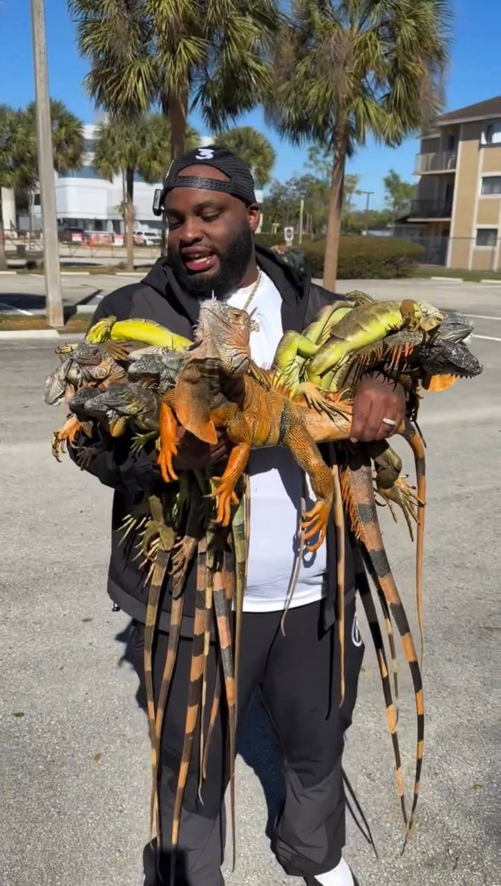 Во Флориде из-за резкого снижения температуры воздуха наблюдается необычное явление: игуаны, являющиеся холоднокровными животными, теряют способность двигаться и падают с деревьев. Это происходит из-за того, что их организм не может поддерживать нормальную активность при низких температурах. Местные жители сообщают о массовом «дожде» из игуан, которые буквально осыпаются с ветвей. На улицах городов уже начали собирать животных. Часть из них будет усыплена как вредители, а другие отправлены в специализированные центры для содержания. Эксперты отмечают, что подобные случаи происходят не впервые, однако нынешнее похолодание стало одним из самых резких за последние годы. Власти рекомендуют жителям быть осторожными и не трогать животных без необходимости, так как они могут быть опасны.. Флорида, игуаны, похолодание, животные, происшествия