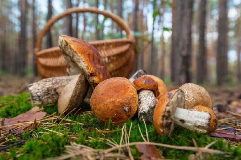 Грибной бум в Подмосковье: готовьте корзины 🍄. Подмосковье, грибы, сезон, природа, урожай