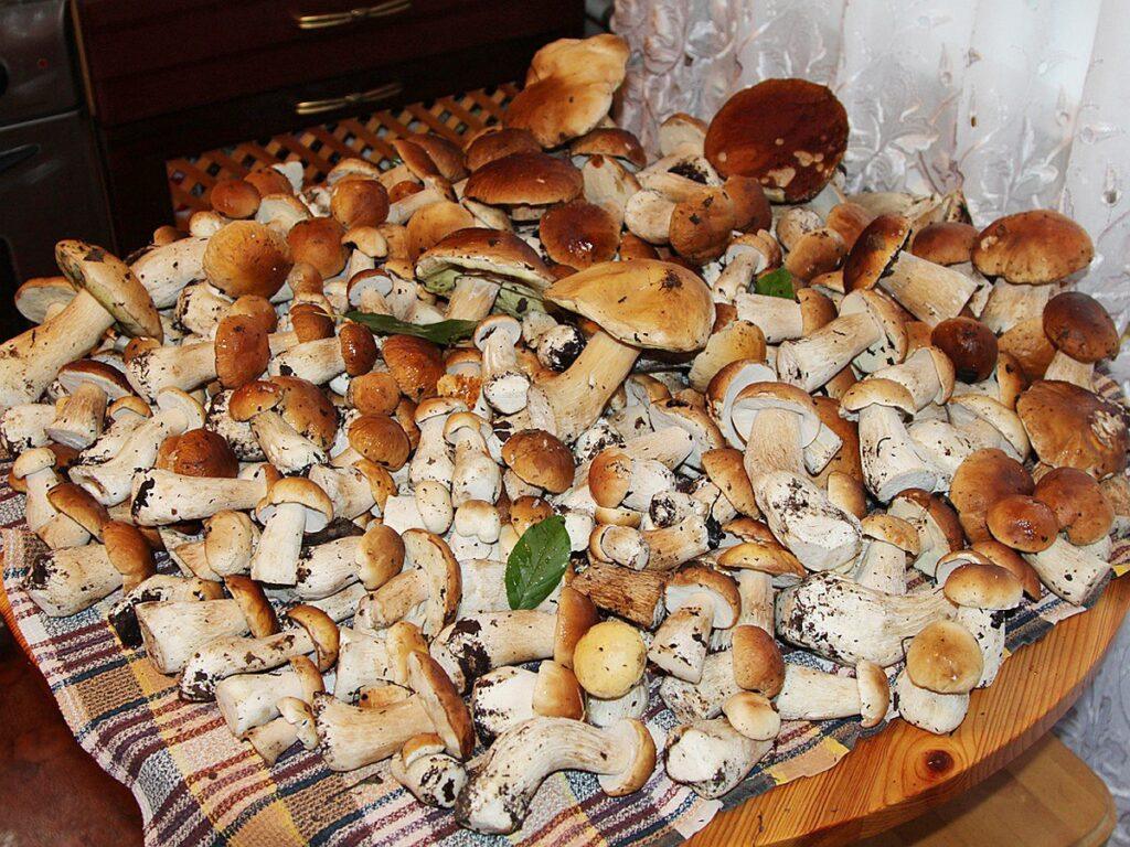 Грибной апокалипсис в Подмосковье: готовьте корзины 🍄. Подмосковье, грибы, тихая охота, экология, погода