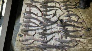 Житель ХМАО оштрафован на 18,5 млн рублей за незаконный вылов рыбы. ХМАО, незаконный вылов рыбы, Красная книга, суд, штраф