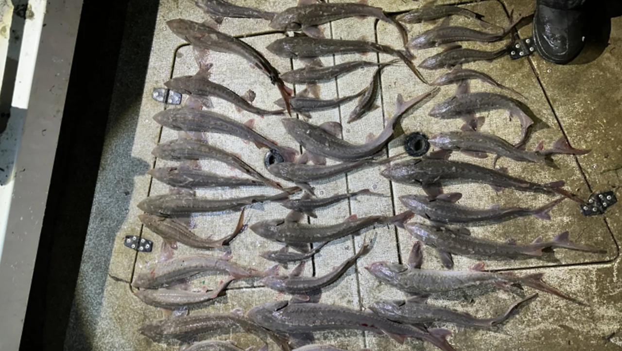 Житель ХМАО оштрафован на 18,5 млн рублей за незаконный вылов рыбы. ХМАО, незаконный вылов рыбы, Красная книга, суд, штраф