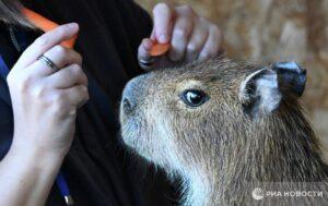 Капибарный кризис: российские зоопарки в панике 🦦. капибары, зоопарки, Россия, животные, экология