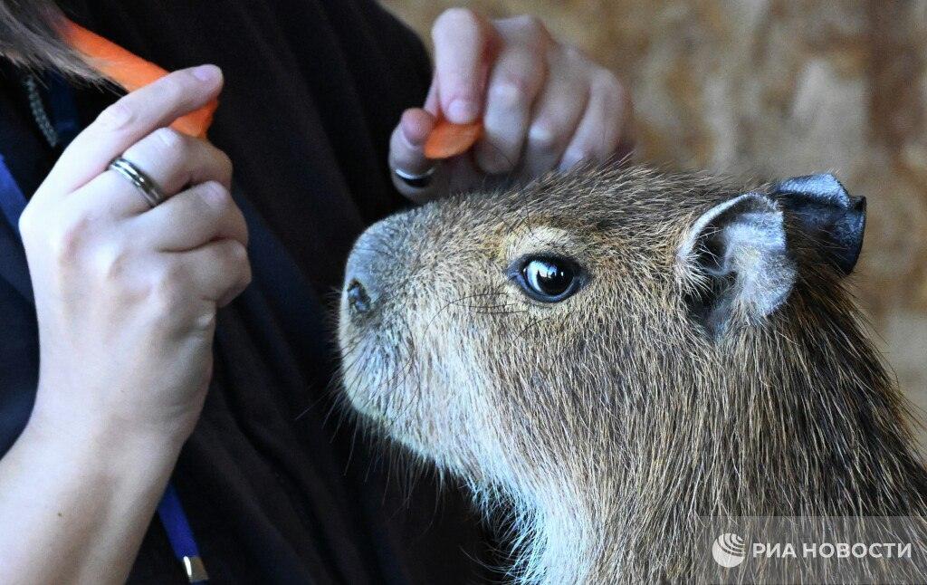 Капибарный кризис: российские зоопарки в панике 🦦. капибары, зоопарки, Россия, животные, экология