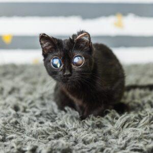 Кошка Дорито: инопланетный взгляд, который покорил мир 🐱👽. Дорито, кошка, инфекционный перитонит, уникальный взгляд, животные