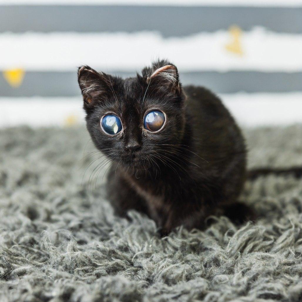 Кошка Дорито: инопланетный взгляд, который покорил мир 🐱👽. Дорито, кошка, инфекционный перитонит, уникальный взгляд, животные