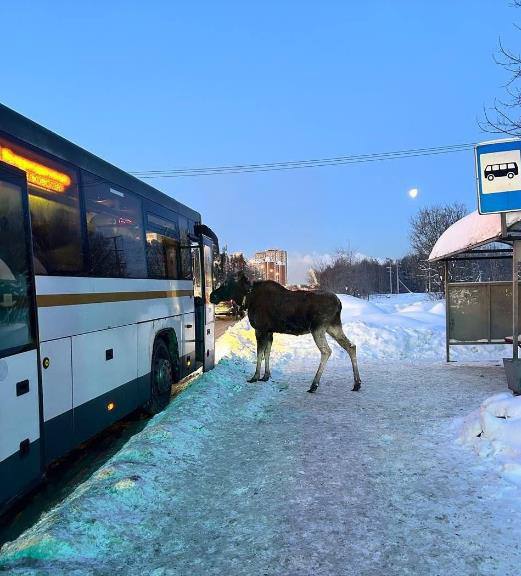 Лось решил, что автобус — это его транспорт. В Балашихе местный сохатый попытался уехать на автобусе в Москву. Пассажиры засняли необычного пассажира на остановке. Видео уже разлетелось по сети. Другой лось подошел прямо к двери многоэтажки. Видимо, решил, что пешком быстрее. 🦌 Кто знает, может, это новый тренд среди лесных обитателей? Ведь Москва манит не только людей, но и животных. 😂 Мораль: если увидите лося на остановке, уступите ему место. Он, возможно, спешит на важную встречу.. Лось, Балашиха, Москва, Общество, Природа