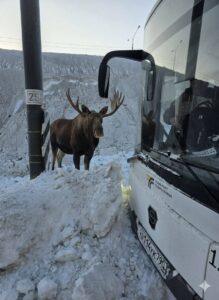 Лось в Монино: попытка прокатиться на автобусе 🫎. Монино, Лось, Автобус, Общество, Подмосковье