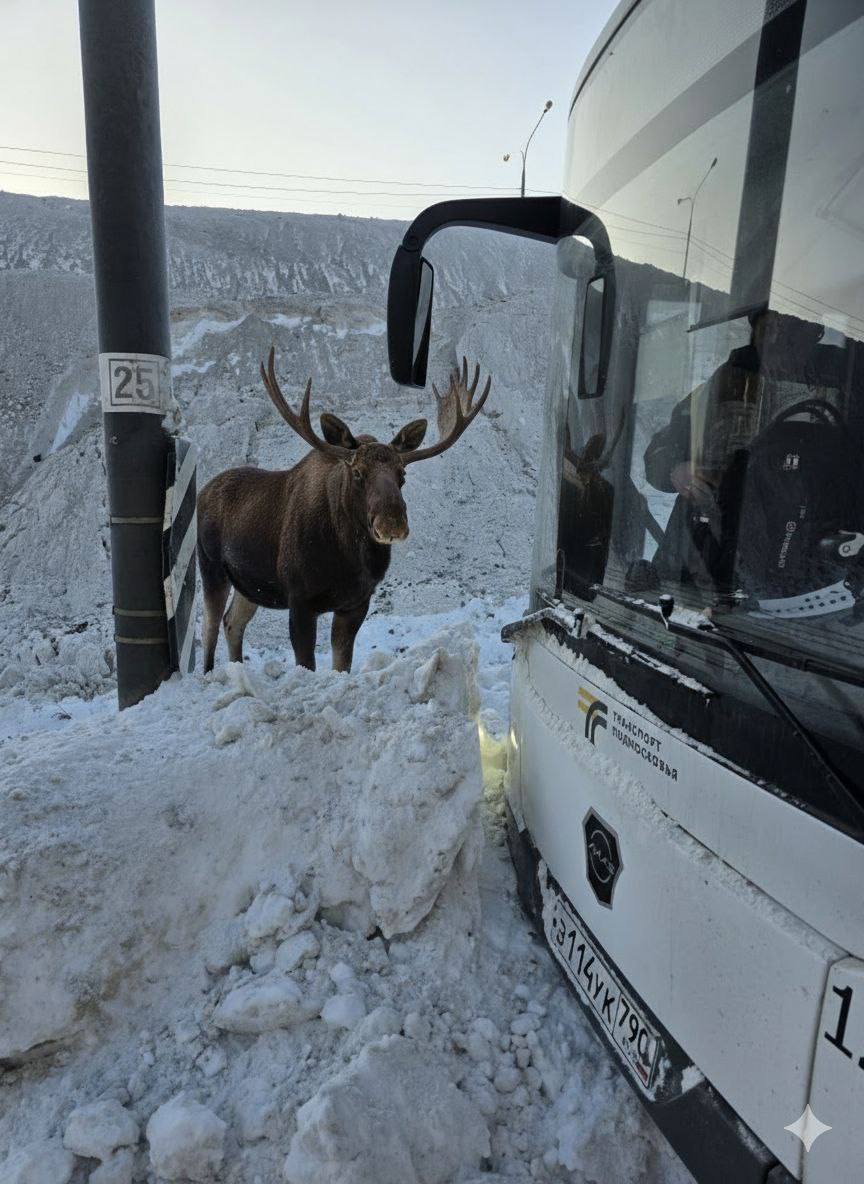 Лось в Монино: попытка прокатиться на автобусе 🫎. Монино, Лось, Автобус, Общество, Подмосковье