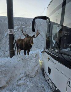 Лось решил покататься на автобусе до Монино 🫎. Лось, Монино, Московский транспорт, Происшествия, Животные