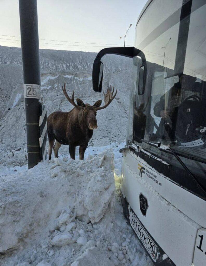 Лось решил покататься на автобусе до Монино 🫎. Лось, Монино, Московский транспорт, Происшествия, Животные