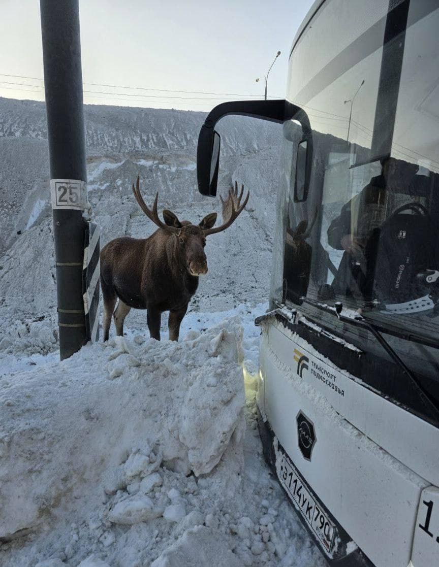Лось решил покататься на автобусе до Монино 🫎. Лось, Монино, Московский транспорт, Происшествия, Животные