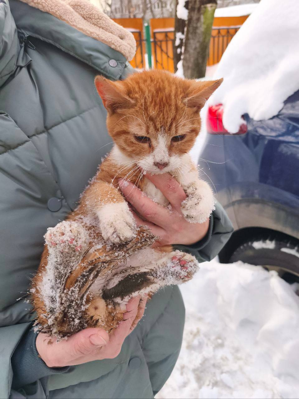 Массовое отравление кошек на улице Металлургов. отравление кошек, улица Металлургов, зоозащита, криминал, происшествия
