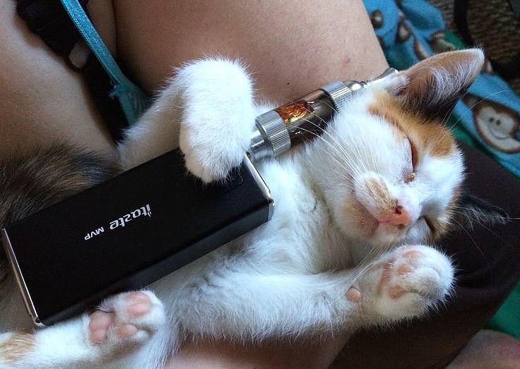 Вейпы — это не просто модная фигня, а реальная угроза для психики. Учёные выяснили, что вещества из жидкостей для вейпов нарушают микробиом кишечника, который, как известно, напрямую связан с мозгом и настроением. Формальдегид и ацетальдегид, которые содержатся в этих жидкостях, вызывают воспаление и подавленное состояние. Это может привести к тяжёлым депрессивным расстройствам. Так что, если ты думаешь, что вейп — это безобидная альтернатива сигаретам, ты сильно ошибаешься. Отправь это тому самому любителю кибер-пиписек, который думает, что парить — это круто. Пусть знает, что его ждёт не только лёгочная недостаточность, но и депрессия в придачу. 🚬💨 Источник: последние исследования в области нейробиологии.. вейпы, психическое здоровье, депрессия, микробиом, формальдегид