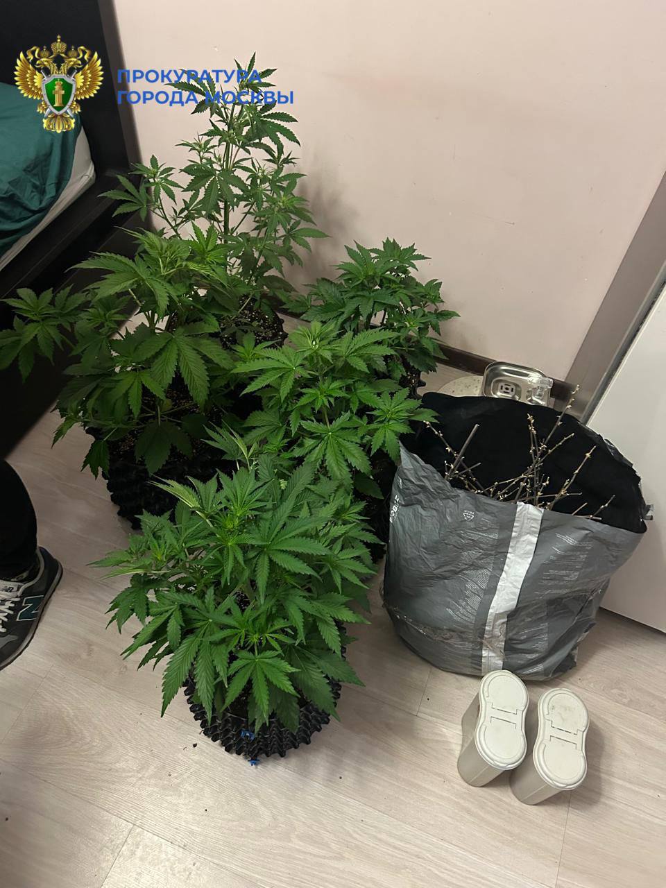 Москвичка и её сын осуждены за выращивание и сбыт наркотиков. Москва, наркотики, суд, криминал, марихуана