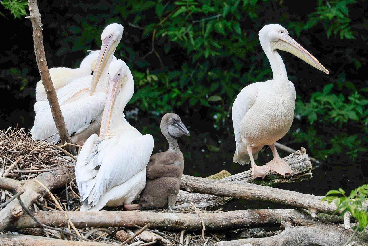 Новые жители Московского зоопарка: пеликаны и сип 🦅. Московский зоопарк, розовые пеликаны, белоголовый сип, животные Москвы, экология