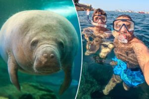 Отец 24 года врал сыну о любви к ламантинам 🦦 Когда мальчику было шесть лет, он подарил отцу кружку с изображением ламантина. Увидев, что отец недостаточно радуется подарку, ребенок расстроился. Тогда папа решил убедить сына, что ламантины — его любимые животные. С тех пор мальчик заваливал отца подарками на тему ламантинов. Прошли годы, сын вырос, но традиция продолжилась. Недавно 30-летний парень забронировал для отца поездку во Флориду, чтобы увидеть ламантинов вживую. Отец, конечно, планирует насладиться путешествием, но признаваться в том, что он равнодушен к этим животным, не собирается. Эта история стала вирусной на Reddit, вызвав волну умиления и смеха. Кто знает, может, после поездки отец действительно полюбит ламантинов? 🤷‍♂️ Источник: Reddit. ламантины, Reddit, семья, Флорида, история