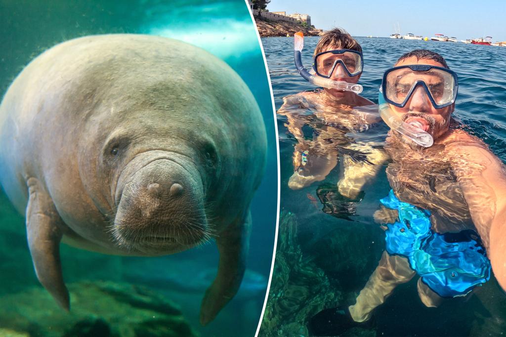 Отец 24 года врал сыну о любви к ламантинам 🦦 Когда мальчику было шесть лет, он подарил отцу кружку с изображением ламантина. Увидев, что отец недостаточно радуется подарку, ребенок расстроился. Тогда папа решил убедить сына, что ламантины — его любимые животные. С тех пор мальчик заваливал отца подарками на тему ламантинов. Прошли годы, сын вырос, но традиция продолжилась. Недавно 30-летний парень забронировал для отца поездку во Флориду, чтобы увидеть ламантинов вживую. Отец, конечно, планирует насладиться путешествием, но признаваться в том, что он равнодушен к этим животным, не собирается. Эта история стала вирусной на Reddit, вызвав волну умиления и смеха. Кто знает, может, после поездки отец действительно полюбит ламантинов? 🤷‍♂️ Источник: Reddit. ламантины, Reddit, семья, Флорида, история