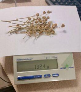 Пассажирка задержана в аэропорту Жуковский с сушеным растением. Аэропорт Жуковский, Душанбе, Контрабанда, Гармала, Происшествия